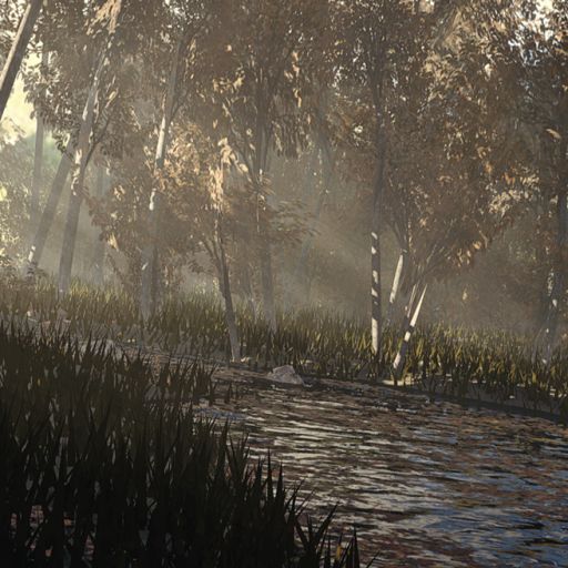 Summer Forest cover