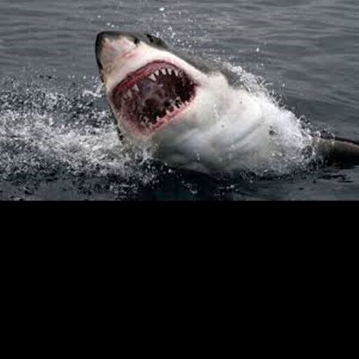 The Diving adventure: SHARK ATTACK! cover