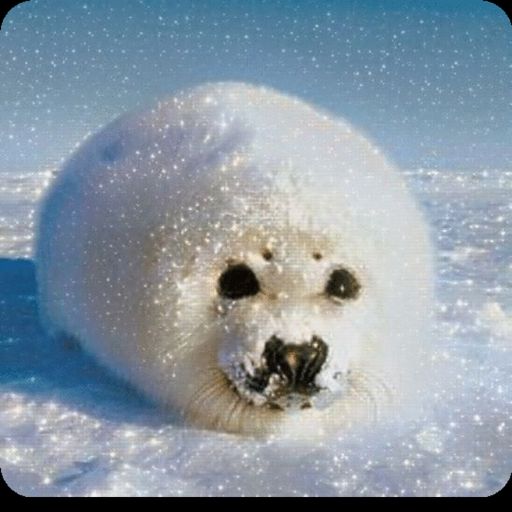 Arctic Animals cover