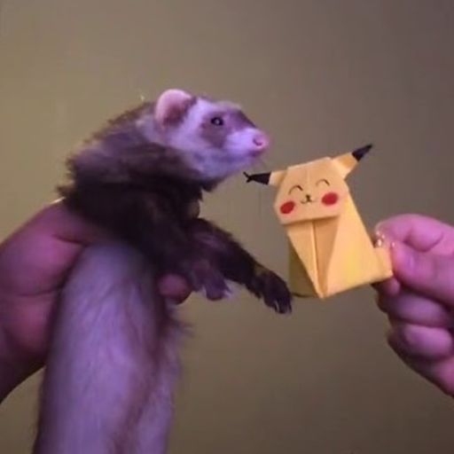 Ferret Wiggle Dance cover
