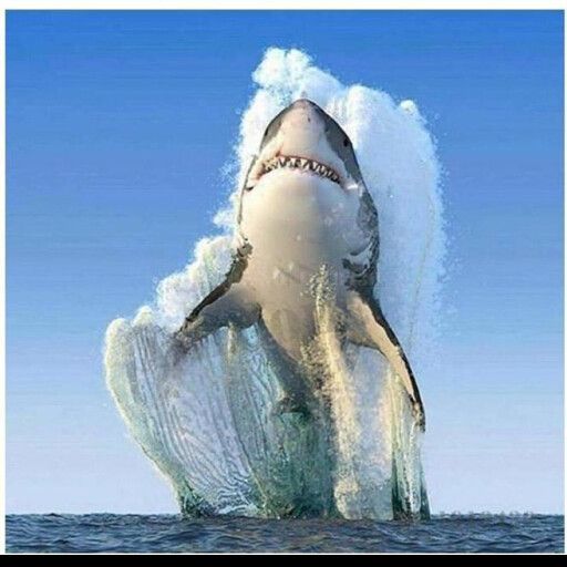 shark chase cover