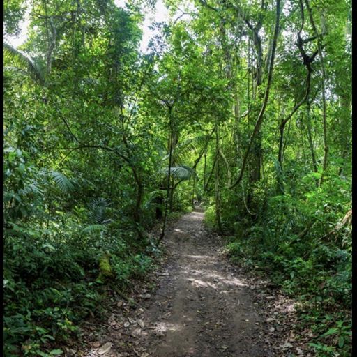Jungle Island cover