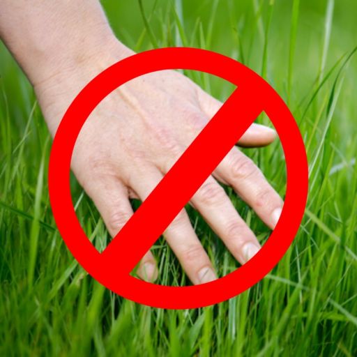 Don't Touch Grass cover